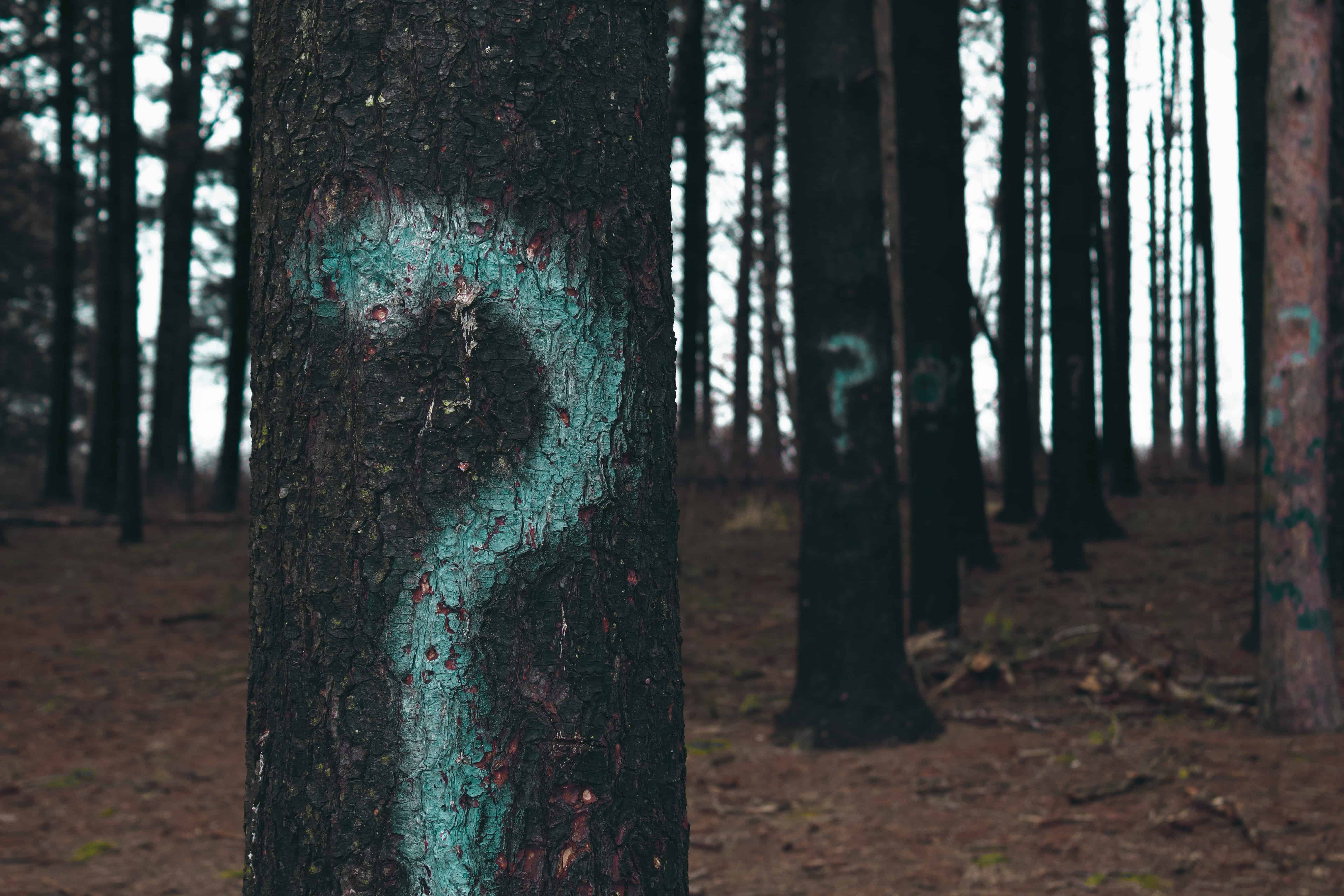 Can we overcome our scars? A tree trunk in a forest with question mark on it